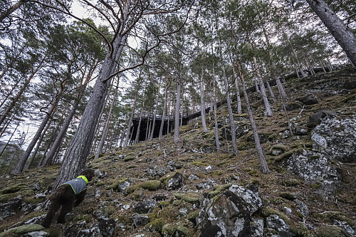 Herlig off-trail rute opp Amlaholten