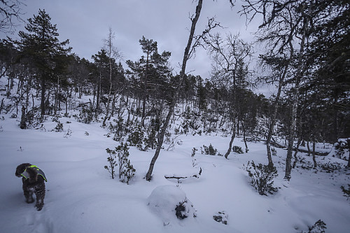 Dypt inne i skogen, i dyp snø og i skumring
