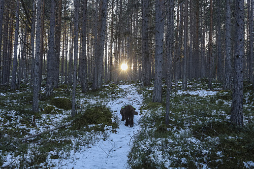 En flott skogstur med hunden