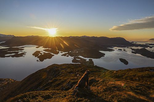 Hunden poserer i solnedgang