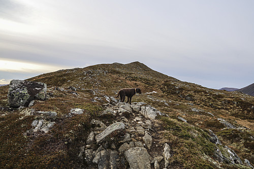 Vindfull tur opp Røddalshorn