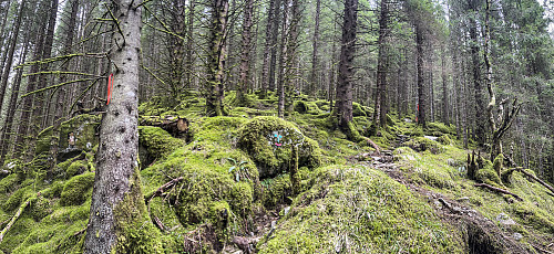 Nydelig snarvei gjennom skogen