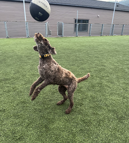 I mangel på fotball får basketball duge