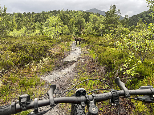 Veldig gøy å sykle opp og ned Djupvikhaugen