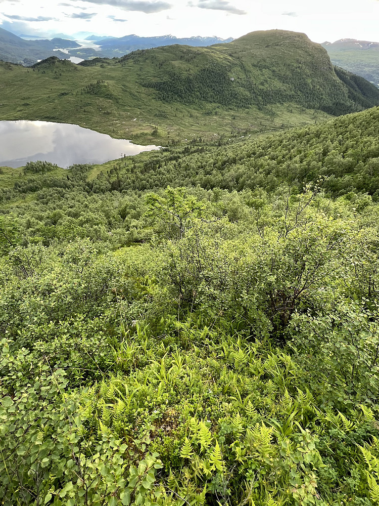 Bjørkekratt og bregneskog opp mot Kjerringlia. Utsikt mot Vetafjellet
