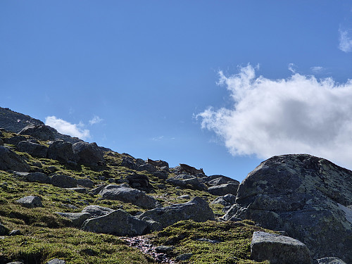 Reinsdyr i Svartdalen