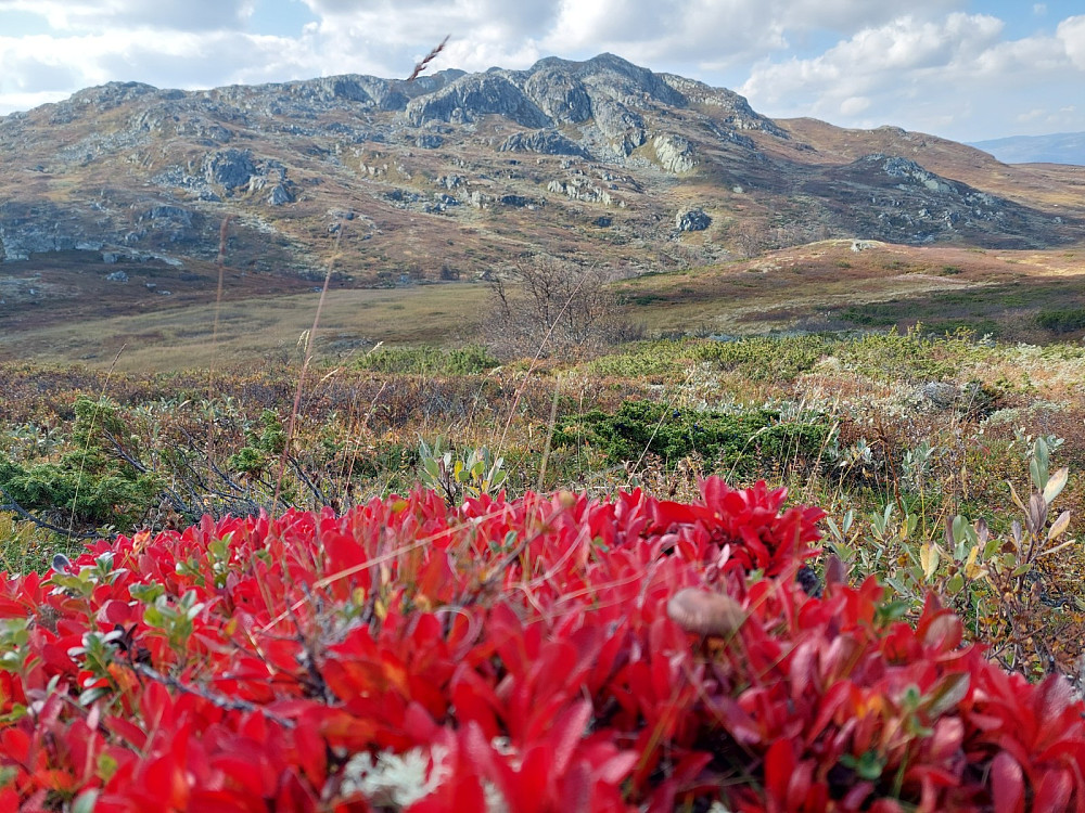 Hortenut hvor vi kom fra i bakgrunn