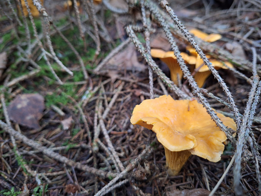 Fortsatt gull i skogen