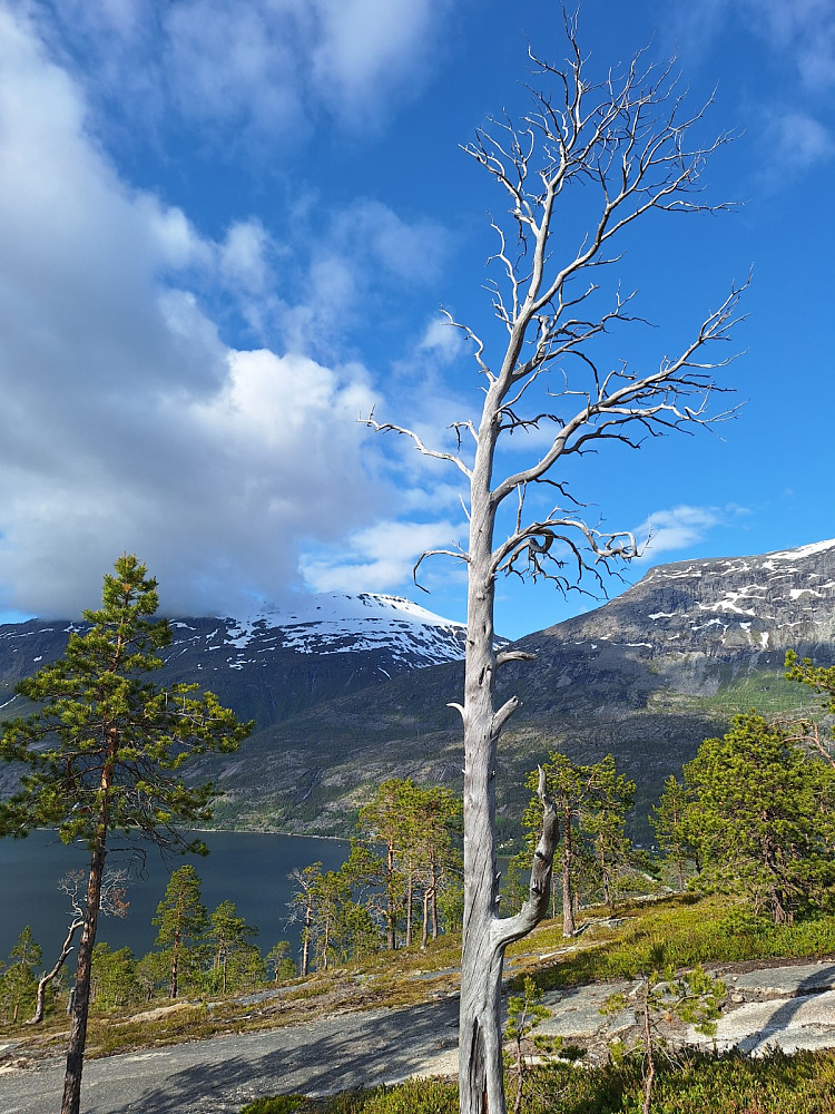 Sølvfurua