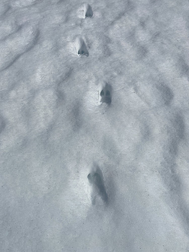 Image #2: An animal trail in the snow on Adelsbreen Glacier. Based on the size of the prints, and the presence of dewclaw marks, I would think it’s from a moose, but then I’m not an expert on animal footprints.
