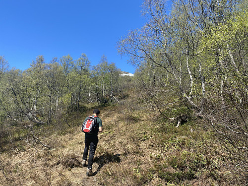 Image #7: After the cabin area, we continued through forrest, though the trees were becoming smaller as we gained altitude.