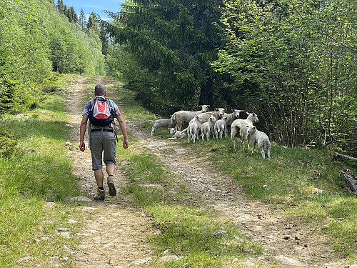 Image #1: The first part of the trail goes along a gravel road in the mountainside...