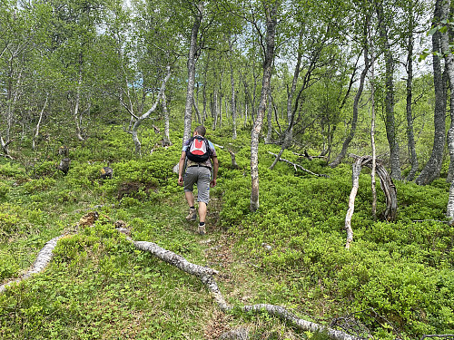 Image #2: ...whereas the next part of the trail is more like a forrest path.
