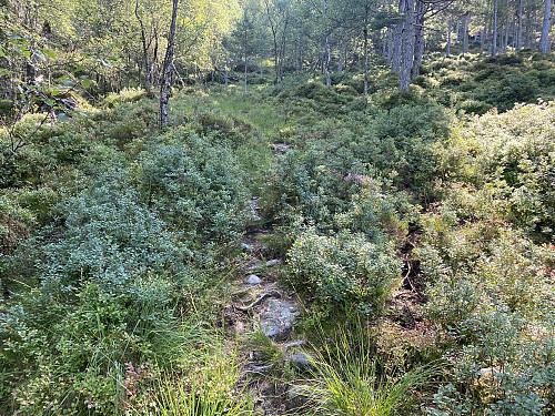 Bilde #1: Stien oppover mot Svartaberget [325 m.o.h.].