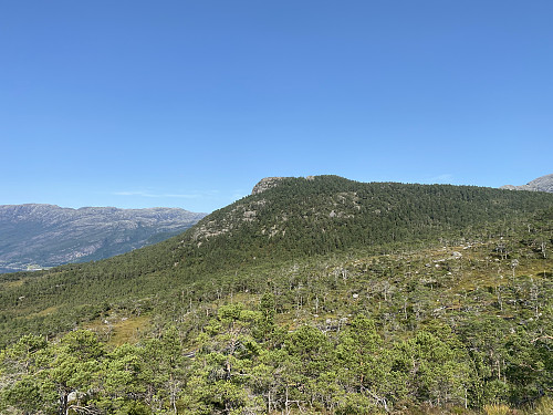 Bilde #4: Daurmålshaugen [584 m.o.h.], en knaus litt øst for Svartaberget.