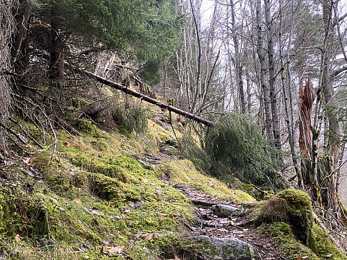 Bilde #2: Etter å ha gått ca. 1 km rett nordover fra Sylte, eller Valldal sentrum, tar man av på en sti som går bratt opp til høyre, og følger denne stien sørover igjen...