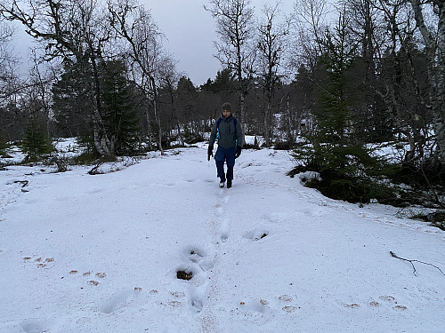 Bilde #12: På vei ned fra Ytterlinakken [610 m.o.h.] mot Hauge og Fjørå.