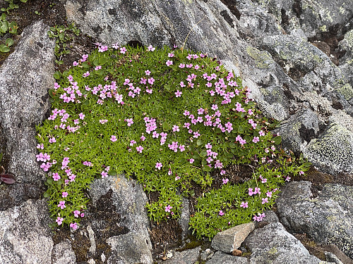 Bilde #9: Fjellsmelle (Silene acaulis) oppe på østryggen.