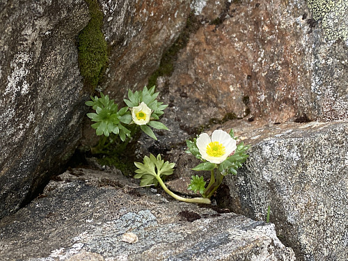 Bilde #10: Issoleie (Ranunculus glacialis) oppe i Hall's renne.