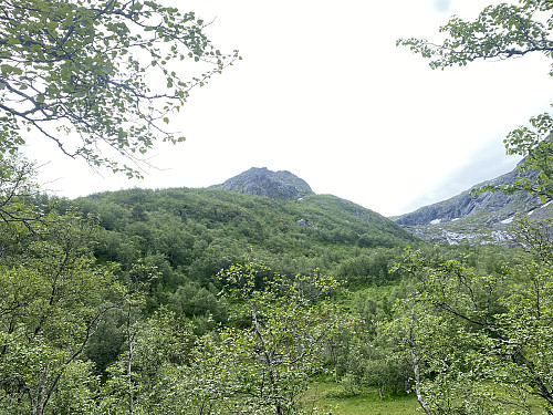 Bilde #2: Ved Orabotn [440 m.o.h.], på vei opp nordvestryggen på Norafjellet. 