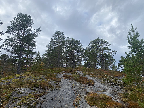 Bilde #11: Jeg nærmer meg toppen på den knausen som her i Peakbook har fått navnet "Furukollen Vest".