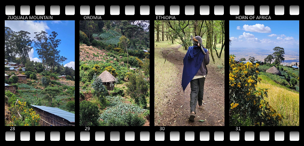 Images ## 24 - 31: Some of Bjørg Anita's photos from the hike. Image #24: A drinking donkey. Image #25: A Land Rover parked beneath a tree. Image #26: Our two guides, i.e. Thomas, who came with us from Addis, and the local guy from Onebirr village. Image #27: You become very small beneath a large Australian eucalyptus. Image ##28-29: The village shortly before you arrive at the monastery by the crater rim. Image #30: Our guide from the monastery. Image #31: The beautiful agricultural landscape on the northern slopes of the mountain.