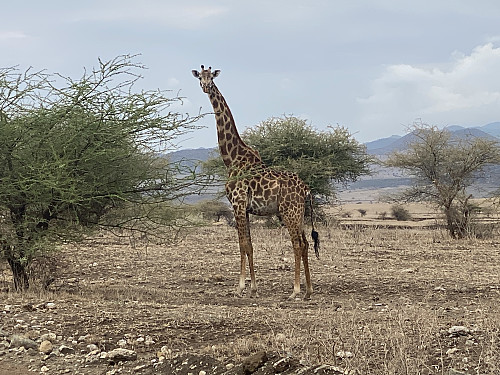 Image #2: We spotted some wildlife, including some giraffes and some zebras on our way towards Lake Natron.