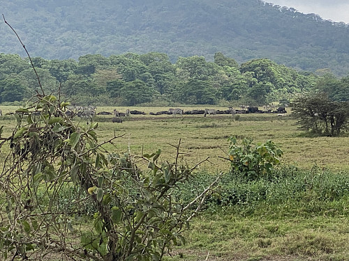 Bilde #1: A herd of zebras that we spotted from the car on our way towards the Momella park office of the Arusha National Park.