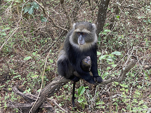 Image #2: A blue monkey with infant, just outside the Momella Park Office of the Arusha National Park.