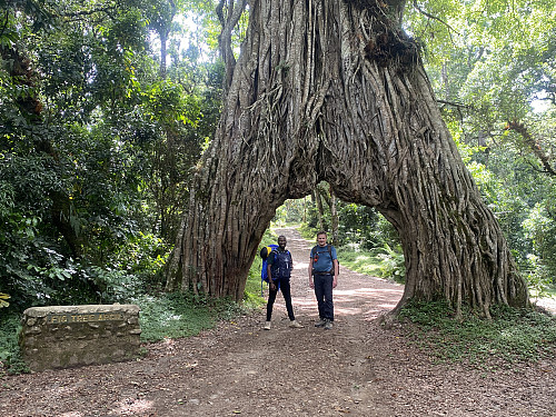 Image #7: The fig tree arch, a wonder of nature over the road to Miriakamba.