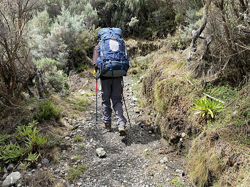 Image #24: Holson Mamuya in front of me on the trail between the Miriakamba Camp Site and the Saddle Camp Site.