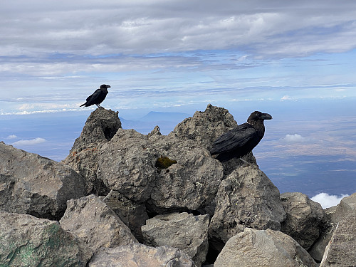 Image #38: A pair of ravens at the summit.