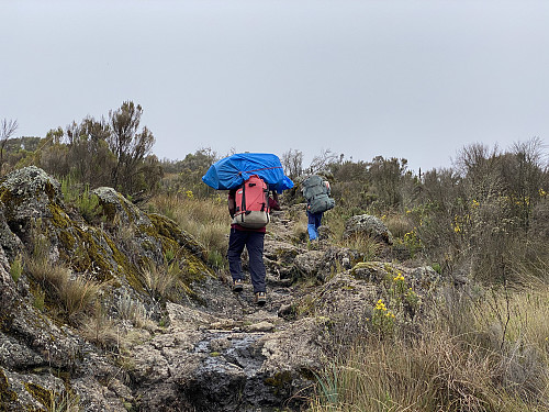 Image #11: Continuing from The Second Cave Camp site [3450 m.a.m.s.l.] towards the Kikelewa Camp site [3600 m.a.m.s.l.].