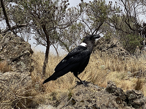 Image #12: A raven that followed us part of our journey from the Second Cave Camp site up to the Kikelewa Camp site; probably hoping for some waste to eat.