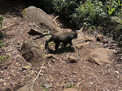 Image #74: A monkey on the trail close to the Marangu Gate.