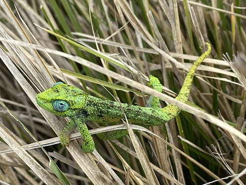 Image #25: A little chameleon that we spotted on our way back down from the mountain.