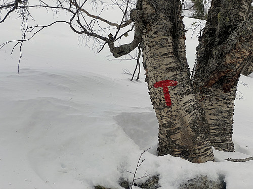 Bilde #3: Stien opp til Breiviksetra er T-merket, og de gangene jeg har vært der godt nok opptråkket til at den er grei å finne til tross for en del snø.