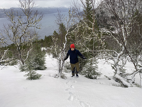Bilde #11: Gjennom dyp snø på vei oppover Skåla, eller Litleoksen, fra nordøst.