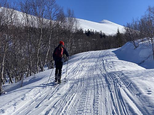Bilde #1: På Skarseter-vegen. Når man skal opp på Kjøsen, kan man følge denne setervegen opp til 500 m.o.h., der den krysser over til "feil" sida av elva.