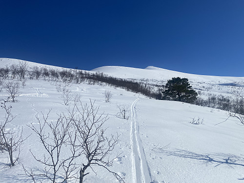 Bilde #2: Utsikt oppover fjellsida mot Urhaugen [1187 m.o.h.].