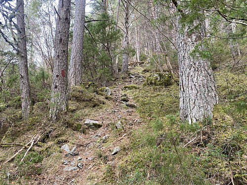 Bilde #3: Stien gjennom skogen opp på Nørdre Lundsfjellet. Denne stien er rød-merket.