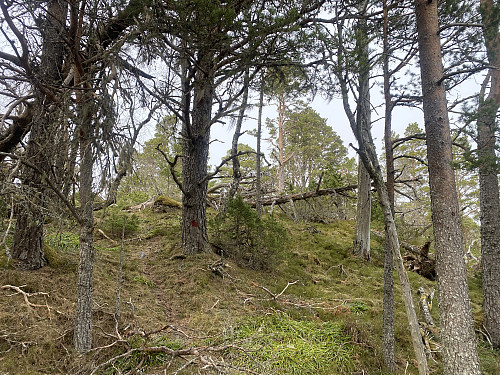 Bilde #7: Stien videre over Søre Lundsfjellet var fortsatt rødmerket.