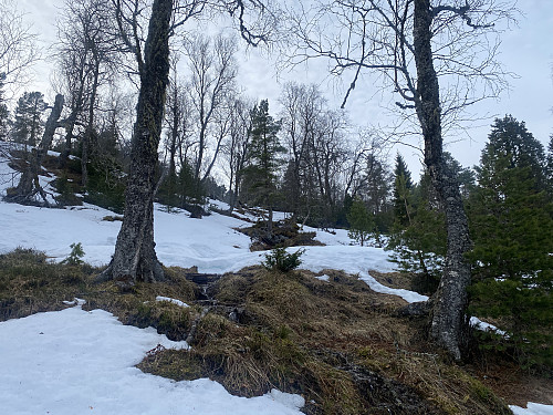 Bilde #16: Etter hogstfeltet, støtte jeg på gradvis mer snø.