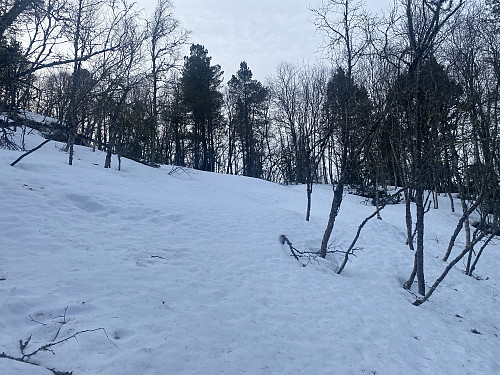 Bilde #17: Snart oppe på Raudberget [406 m.o.h.].