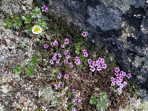 Bilde #17: Issoleie (Ranuculus glacialis) og Greplyng (Loiseleuria procumbens) i fjellveggen der man klatrer fra Lavskar opp mot Store Trolltind.