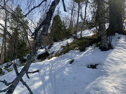 Bilde #2: I nedre del av traséen vår var det i minste laget med snø,...