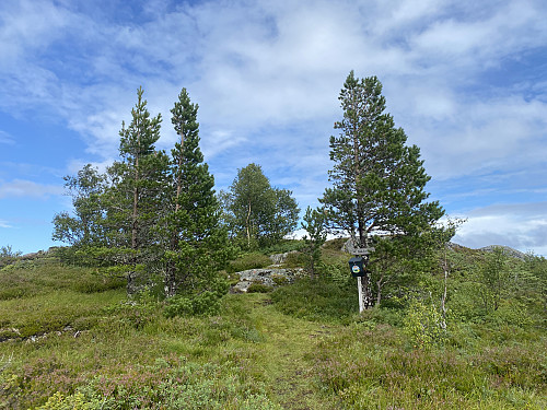 Bilde #12: Toppen av Haugbukkberget ("Nakken") [436 m.o.h.].