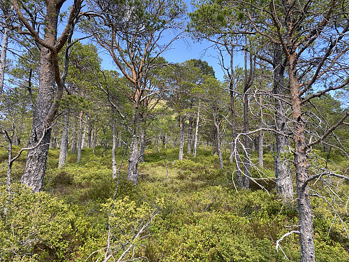 Bilde #1: Ettersom det, så langt jeg visste, ikke gikk noen sti fra området omkring Rekdalsetra, og opp på Snaufjellet [472m.o.h.], la jeg kursen gjennom skogen direkte i retning av toppen.