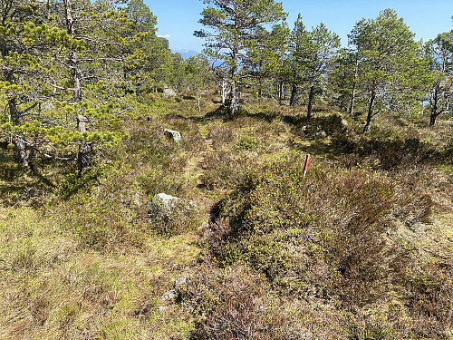 Bilde #2: Etterhvert kom jeg likevel til en rødmerket sti, som jeg fulgte et lite stykke. Denne viste seg imidlertid å føre rundt fjellet, og ned til Skarhaugen. Da jeg forstod dette, forlot jeg denne stien også [240 m.o.h.].