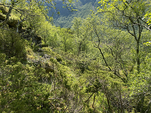 Bilde #13: I skogen på vei ned igjen fra Snaufjellet.